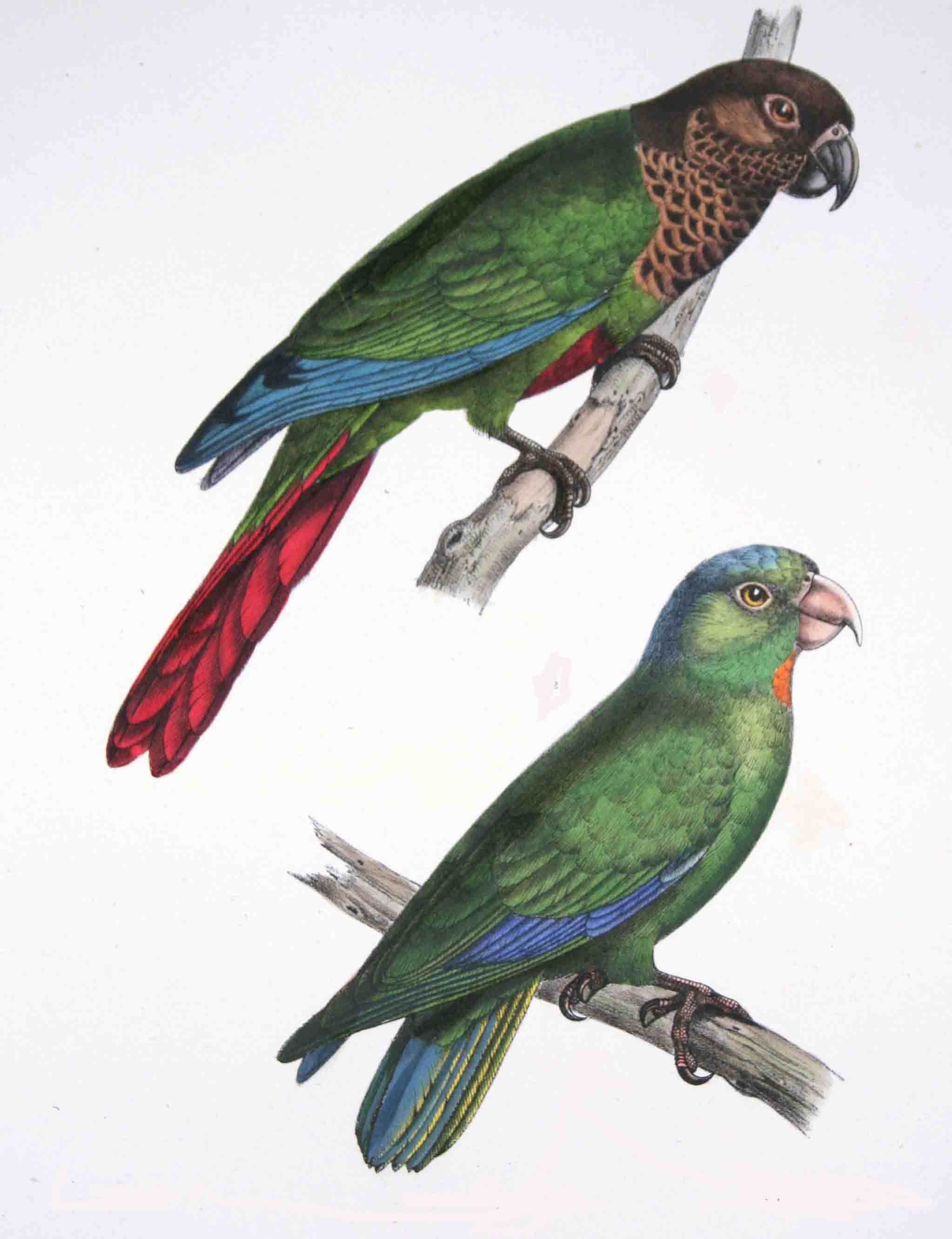 Pyrrhura lucianii 